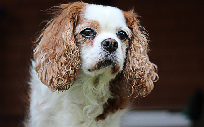 4k, Cavalier King Charles Spaniel, close-up, mascotas, perros, animales lindos, Cavalier King Charles Spaniel Perro