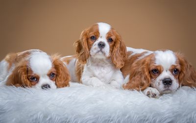 Cavalier King Charles Spaniel, three little cute puppies, pets, little brown puppies, dogs