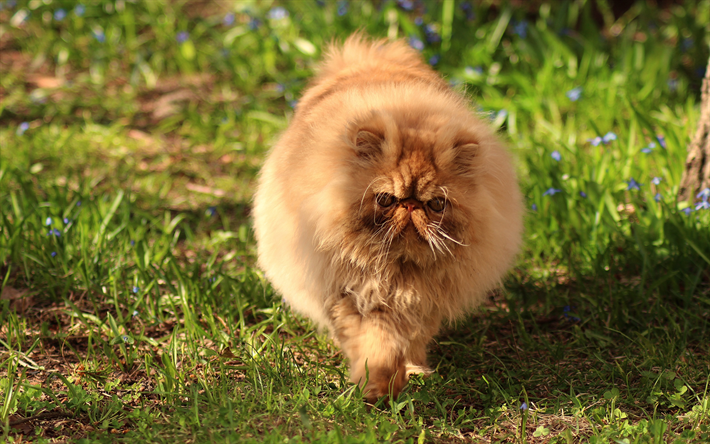 Persian cat, big brown fluffy cat, pets, funny animals, cats, green grass