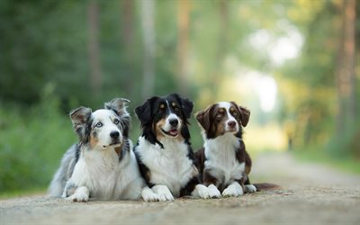 Australian Shepherd Dog, three cute dogs, three colors, forest, road, pets, dogs, Aussie