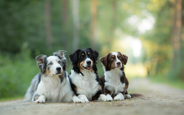 Pastor australiano Perro, tres lindos perros, tres colores, bosque, carretera, mascotas, perros, Aussie