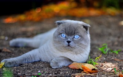 Scottish Fold Chat, les yeux bleus, le chat domestique, chat gris, l&#39;automne, les animaux de compagnie, chats, animaux mignons, Scottish Fold