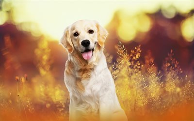 Golden retriever, cachorro pequeno, animais fofos, noite, p&#244;r do sol, outono de ouro, labrador, cachorros
