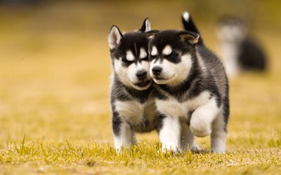 Husky, puppies, pets, running dogs, lawn, cute animals, Siberian Husky, small Husky, cute dog, dogs, Siberian Husky Dog