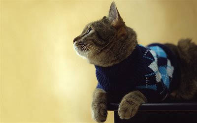 British Shorthair Cat, aristocrat, cat sweater, cute animals, cats