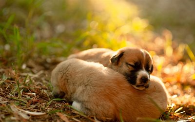 cute little puppies, sleeping puppies, cute animals, small brown dogs, pets, autumn, forest, dogs