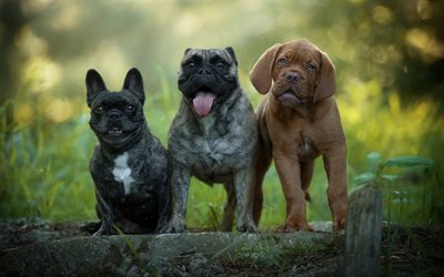 three small puppies, cute animals, Bordeaux mastiff, French Bulldog, small dogs, forest, pets, dogs