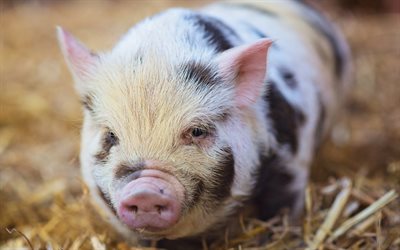 صغير الخنزير الوردي, مزرعة, حيوانات مضحكة, الخنزير مع بقع سوداء, الخنازير