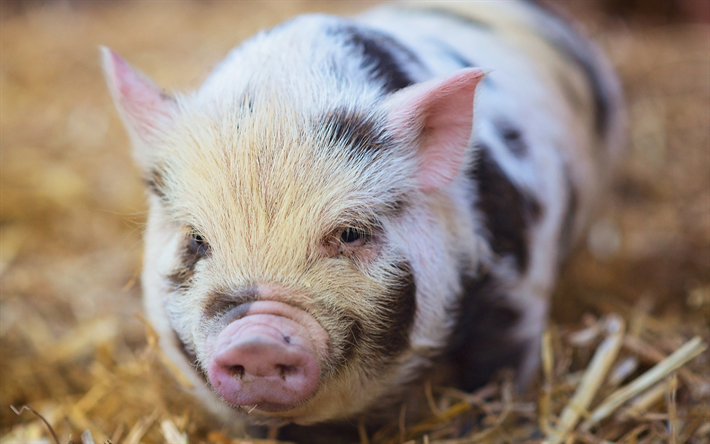peque&#241;o cerdo de color rosado, de la granja, animales divertidos, cerdo con manchas negras, cerdos