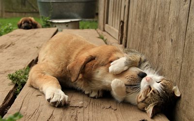 dog and cat, pets, friends, cute animals, brown dog, white short-haired cat, dogs, cats