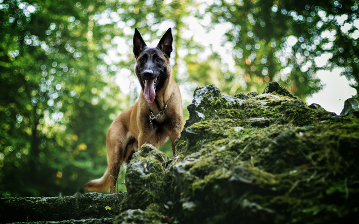 Il Cane da Pastore tedesco, foresta, grandi orecchie, marrone, cane, animali, alberi verdi, cani