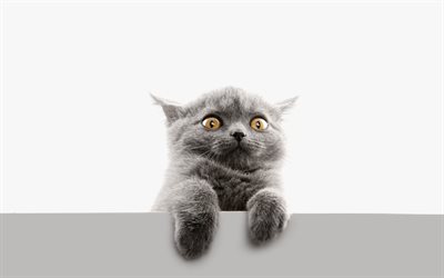British Shorthair, gatito, gato dom&#233;stico, gato gris, ojos amarillos, mascotas, gatos, animales lindos, Gato Brit&#225;nico de Pelo corto