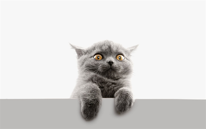 Download Wallpapers British Shorthair Kitten Domestic Cat Gray