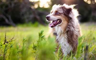 Australian Shepherd Dog, large brown fluffy dog, blue eyes, aussie, pets, dogs, field, blur