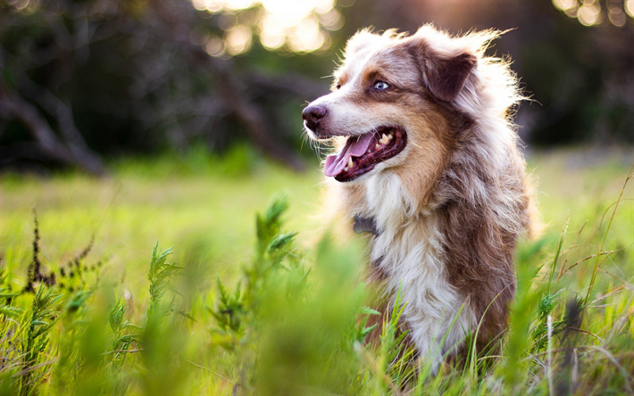 豪州羊飼い犬, 大型褐色のふんわり犬, 青い眼, オーストラリア, ペット, 犬, 分野, ブラー