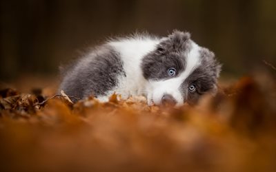 Border Collie, autumn, cute animals, puppy, gray border collie, dogs, pets, Border Collie Dog