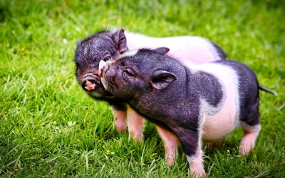 porcos vietnamitas, animais engra&#231;ados, porcos dom&#233;sticos, vietnamitas barrigudos, porcos, animais dom&#233;sticos