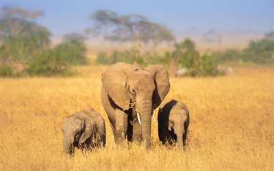Elephants, Wildlife, Africa, elephant family, small elephant