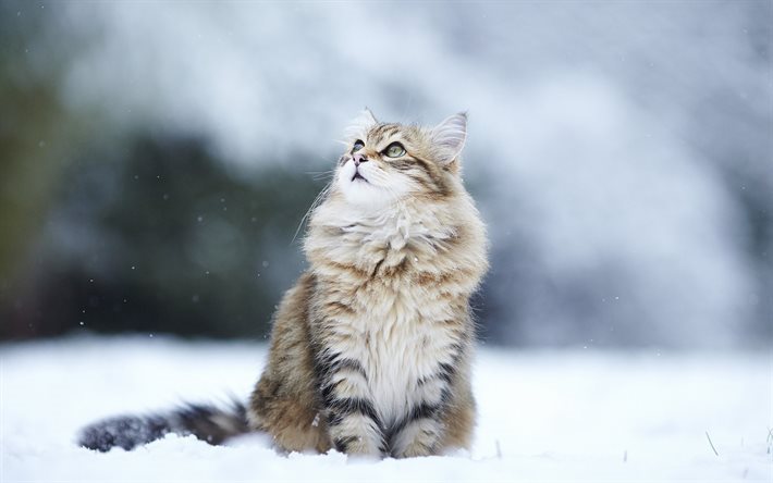 winter, cat, fluffy cat, snow, pets
