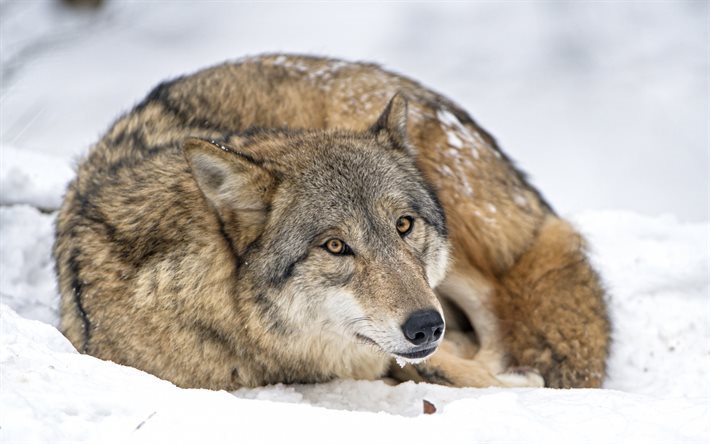wolf, forest, snow, winter, predator