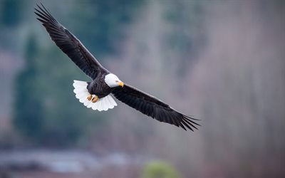 eagle, flying, predatory bird, bald eagle, USA