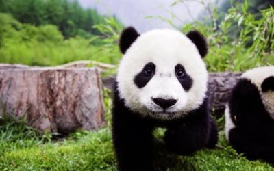 panda, Jap&#227;o, animais fofos, ursos, floresta, a vida selvagem, pequeno panda