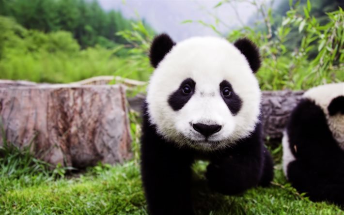 panda, du Japon, des animaux mignons, des ours, des for&#234;ts, de la faune, petit panda