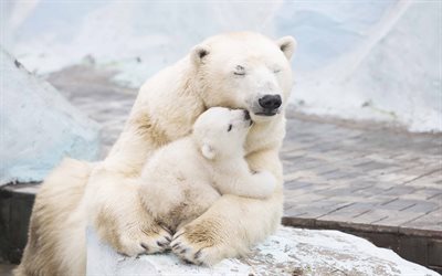 polar bears, winter, snow, predators, small white bear cub