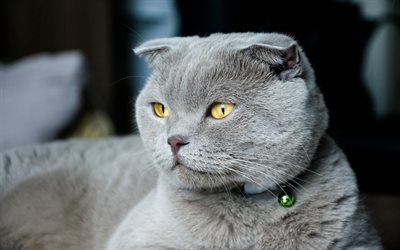 Scottish Fold Cat, 4k, funny cat, muzzle, gray cat, cats, cute animals, domestic cat, Scottish Fold