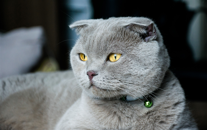 Scottish Fold Gato, 4k, engra&#231;ado gato, focinho, gato cinzento, gatos, animais fofos, o gato dom&#233;stico, Scottish Fold