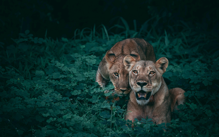 los leones, 4k, la selva, la fauna, los depredadores
