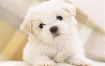Bichon Frise, French dog breed, white small dog, furry puppy, 4k