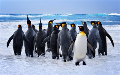 Emperor penguins, 4k, oceano ant&#225;rtico, a vida selvagem, pinguins, Aptenodytes forsteri