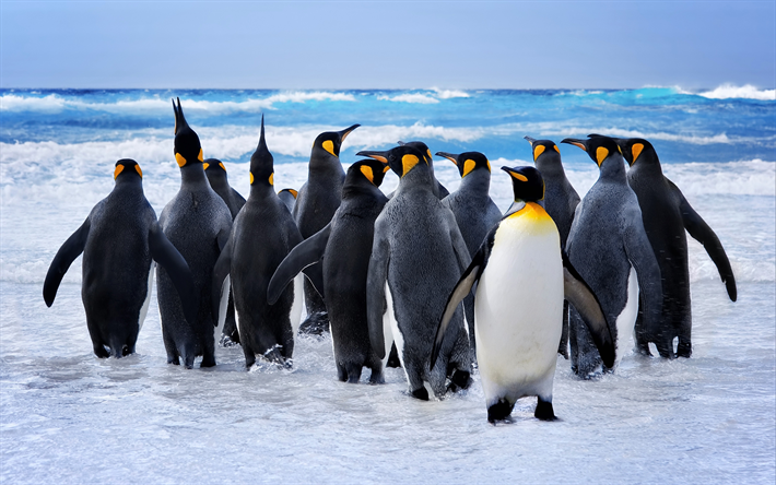Emperor penguins, 4k, antarctic ocean, wildlife, penguins, Aptenodytes forsteri