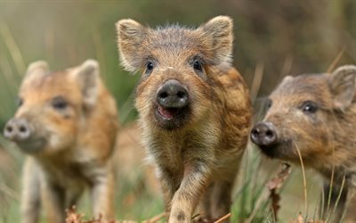 wild boars, small animals, forest inhabitants, wildlife
