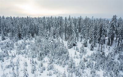 winter landscape, snowdrifts, forest, snow, snow-covered trees