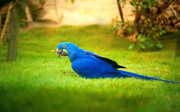 Hyacinth macaw, 4k, parrots, close-up, blue parrot, macaw, Anodorhynchus hyacinthinus