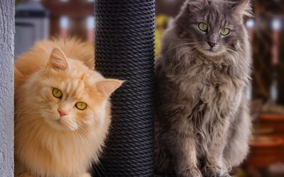 British long-haired cats, fluffy cats, cute pets, ginger cat, gray cat