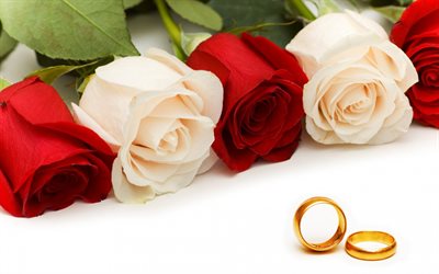 anneaux de mariage, roses rouges, roses blanches, des bagues en or, de belles fleurs