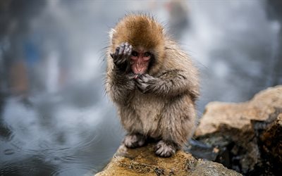 small monkey, cute animals, wildlife, Jigokudani Monkey Park, Yamanouchi, Japan, Nagano