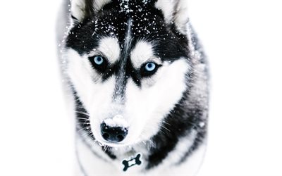 Siberian Husky, 4k, pets, winter, cute animals, muzzle, Husky, dogs, Siberian Husky Dog
