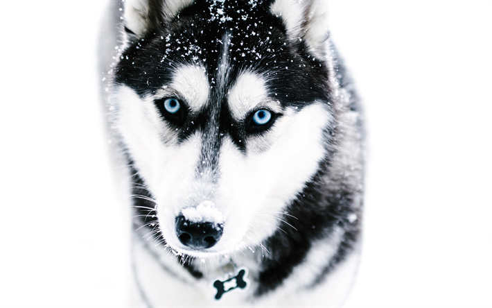 Husky Siberiano, 4k, animais de estima&#231;&#227;o, inverno, animais fofos, focinho, Husky, cachorros, C&#227;o Husky Siberiano