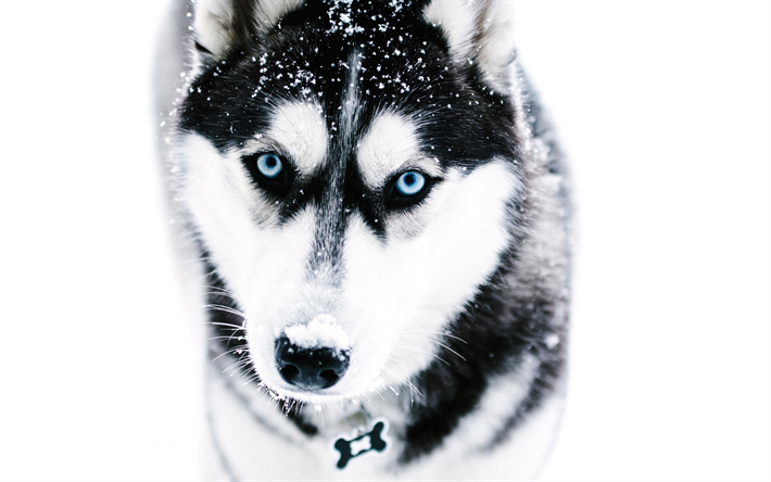 Siberian Husky, 4k, animali, inverno, simpatici animali, muso, Husky, cani Siberian Husky Cane