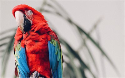 Scarlet papağan, 4k, papağanlar, tropikal, kırmızı papağan, papağan, Ara macao