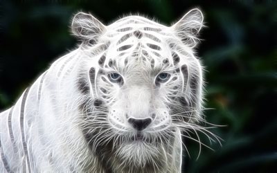 tigre branco, arte, predadores, Panthera Tigris Tigris, Tigre-De-Bengala Branco
