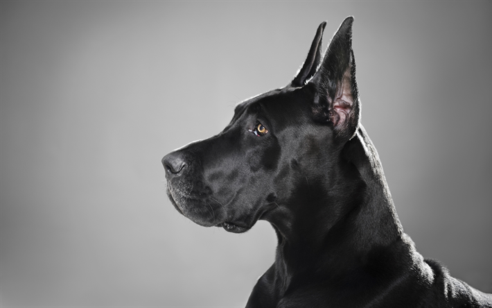 Tanskandoggi, 4k, kuono, lemmikit, koirat, kotimainen koira, Saksan Mastiffi, Dogue Allemand