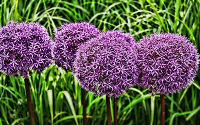 Alliums, macro, Ornamental Onions, purple alliums, HDR, Decorative onion, bokeh, purple flowers