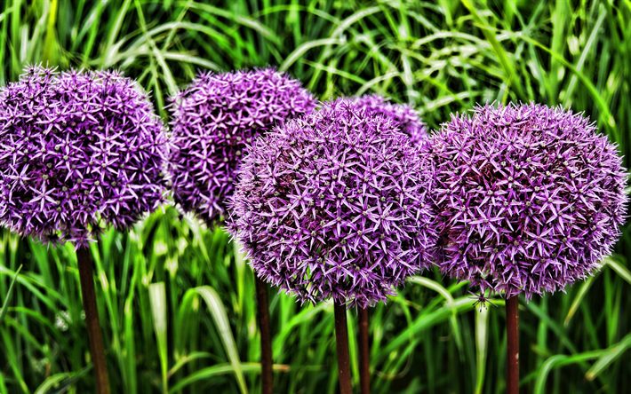 Alliums, macro, Les Oignons, violet alliums, HDR, D&#233;coratif, l&#39;oignon, le bokeh, &#224; fleurs violettes