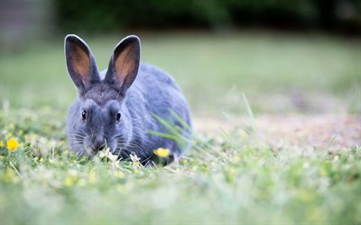 gray rabbit, green grass, field, wildlife, cute animals, rabbits