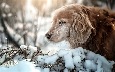 golden retriever, winter, snow, morning, forest, curly brown dogs, pets, dogs, Labrador